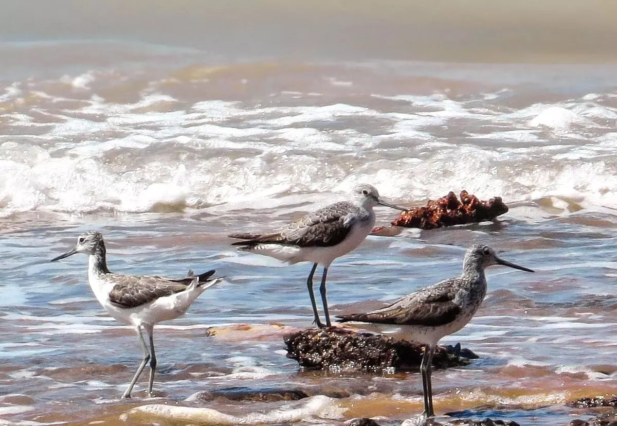 Бушер - остров Омм-Ол-Карам и остров Нахилу