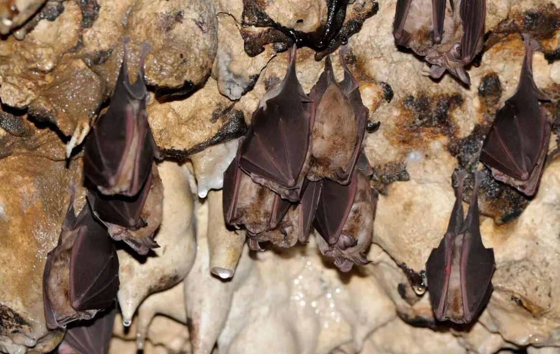 Ilam- Grotta dei pipistrelli