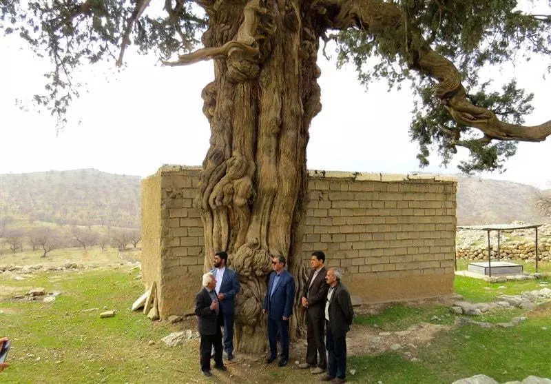 The Dasht-E Cypress Lar