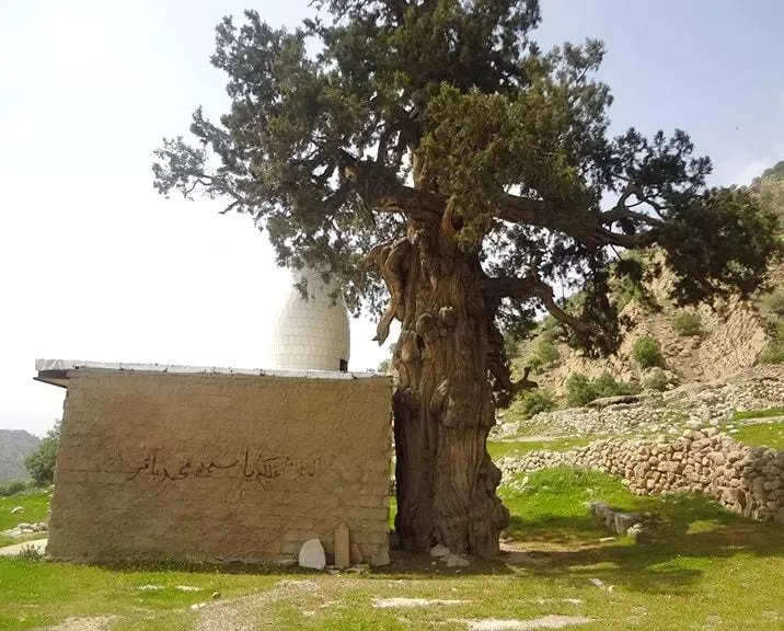 The Dasht-E Cypress Lar