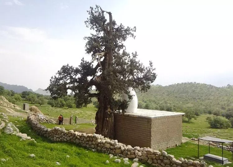 The Dasht-E Cypress Lar