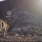 "محیط بان و پلنگ" فیلم برتر جشنواره Great Paradise ایتالیا