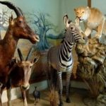 Museo Naturalistico e di Fauna Selvatica