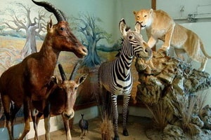 Naturalistisches und Wildlife Museum