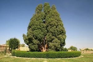 cypress of Abarkuh
